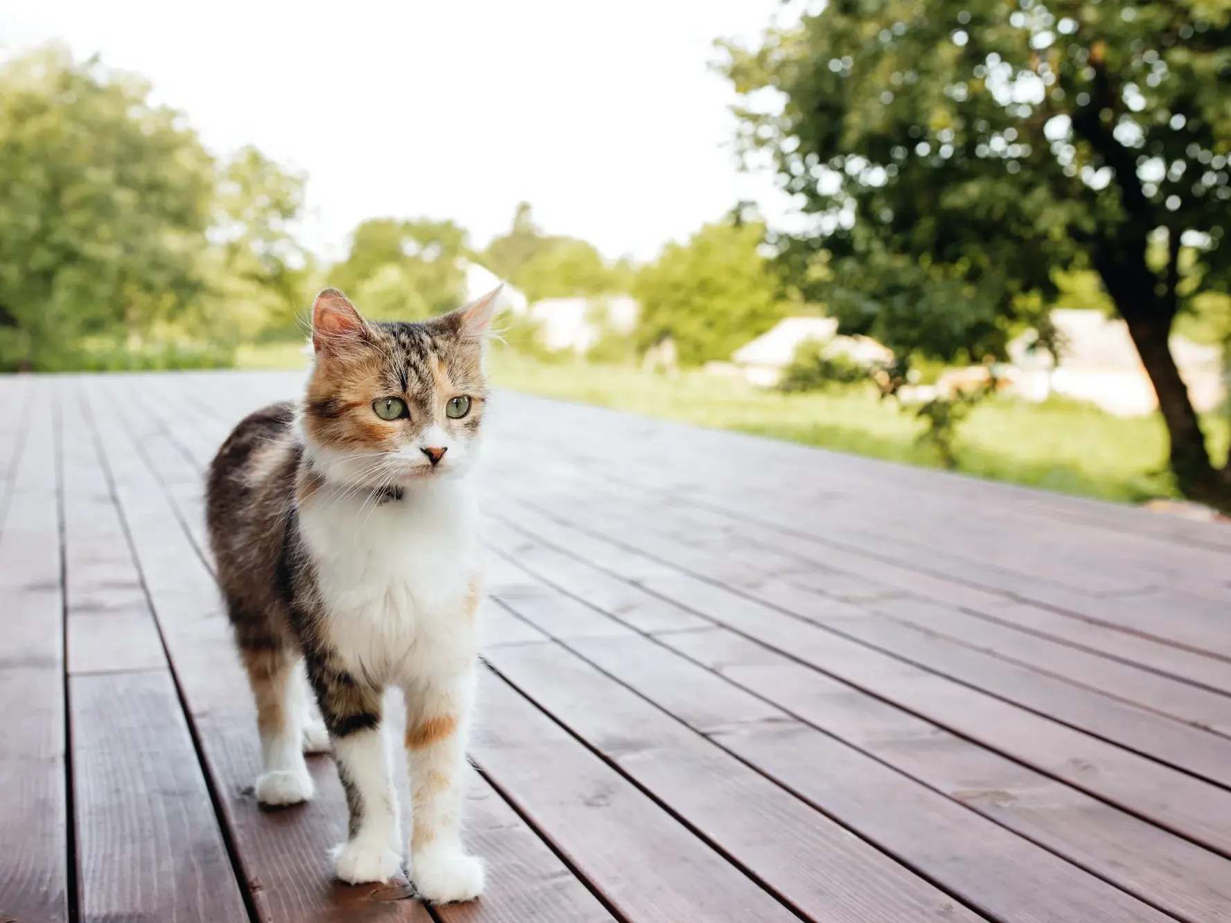 Katze auf Terrasse