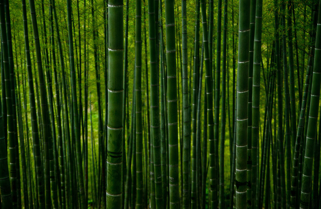 Der neue Trend für die Terrasse: Nachhaltiges Bambus