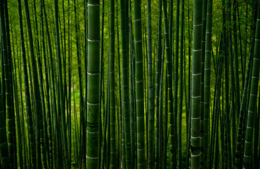 Der neue Trend für die Terrasse: Nachhaltiges Bambus