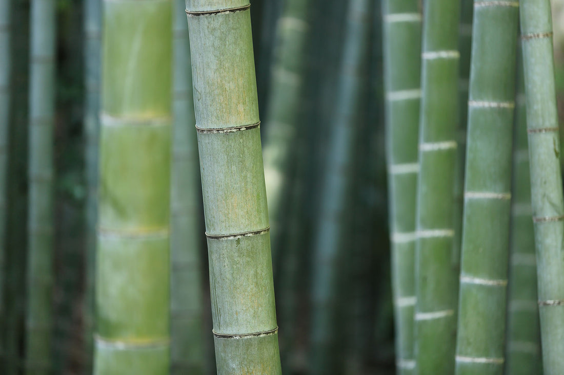 Warum Bambus-Terrassen besonders nachhaltig sind